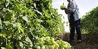 Новые крымские татары