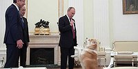 Собак породы акита можно не мыть