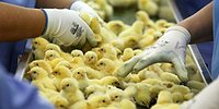 Малый бизнес не слышал о поддержке