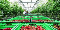 Экспорт овощей увеличился в разы