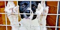 Как добровольцы наживаются на вывозе бездомных собак из России