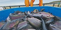 Рыбу делят с головы