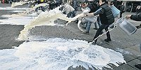 Русская деревня грозит слить молоко в канаву и пустить коров под нож