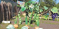 «У нас на сливах абрикосы растут»