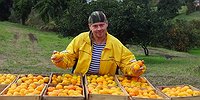 «Пять ящиков мандаринов в день собрал - оплатил ночлег и бутылку пива»
