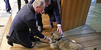 Путину подарили в Белграде шарпланинскую овчарку