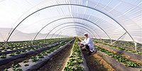 Для экопродуктов загорелся «зеленый»