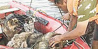 Иркутскую область смыло молчанием