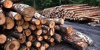 Русский лес остался без хозяина