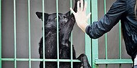 Бездомные шарики на миллион