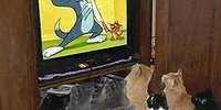 Конец голубой эпохи