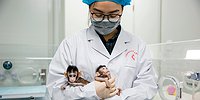 Атака клонов: от экспериментов к бизнесу