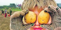 Картошку будут собирать зеки и студенты ?