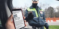 По закону камерных джунглей