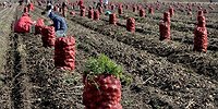 ОВОЩИ ОСЕНЬЮ МОГУТ СИЛЬНО ПОДОРОЖАТЬ