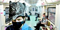 Сколько дней носить маску и можно ли заразиться от кота?