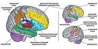 Чувство времени и мозг