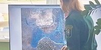 Отечественный лес способен поглощать втрое больше