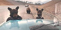 Скоро и воробей экзотикой станет
