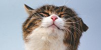 Почему домашние кошки не умеют рычать, а тигры — мурлыкать?