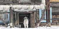Жесть собачья. 18+