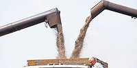 Во весь колос