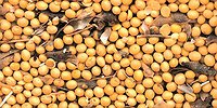 Дешевое мясо начинается с сои