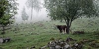 Грибы-скороспелки