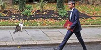 Кот Ларри оценил
