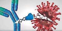 Отчего стареет иммунитет?