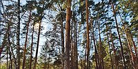 Витамин D: новая панацея?