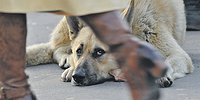 Бездомные собаки раскололи общество