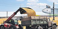 Зерновая разделка