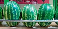 Арбуз под прицелом смартфона