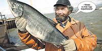 Красная рыба сама идет в руки