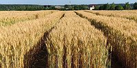 ОТ РОГОВИЦЫ ДО КВАНТОВЫХ КОМПЬЮТЕРОВ