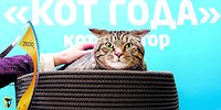 А потом – суд с котом