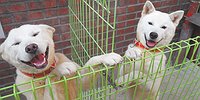 СОБАКА — ДОРОГОЙ ДРУГ ПРЕЗИДЕНТА