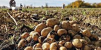 Борщ и яблоки удешевят обнулением пошлины