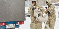 Своры в законе