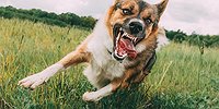 За агрессивными псами всегда стоят безмозглые хозяева