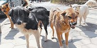 Самооборона без гарантий